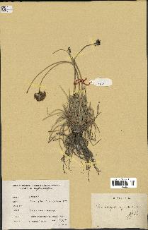 spécimen de Fimbristylis cymosa