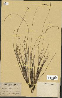 spécimen de Fimbristylis cymosa