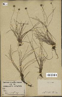 spécimen de Fimbristylis cymosa