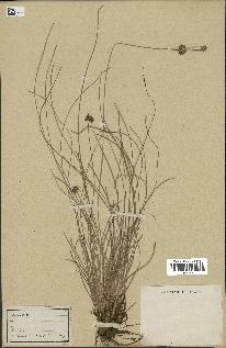 spécimen de Fimbristylis cymosa