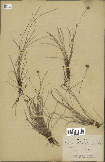 spécimen de Fimbristylis cymosa