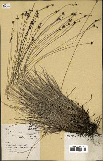 spécimen de Fimbristylis cymosa