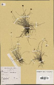 spécimen de Fimbristylis cymosa