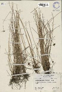 spécimen de Fimbristylis cymosa