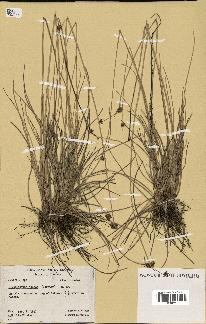 spécimen de Fimbristylis cymosa