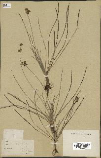 spécimen de Fimbristylis cymosa