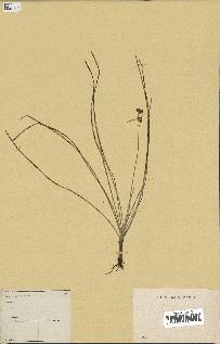 spécimen de Fimbristylis cymosa