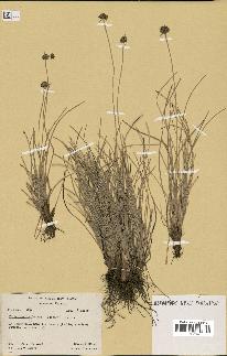 spécimen de Fimbristylis cymosa