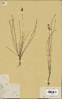 spécimen de Fimbristylis cymosa