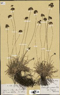 spécimen de Fimbristylis cymosa