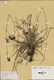 spécimen de Fimbristylis cymosa