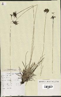 spécimen de Fimbristylis cymosa