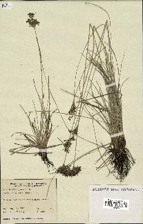 spécimen de Fimbristylis cymosa