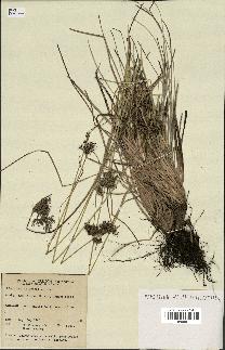 spécimen de Fimbristylis cymosa