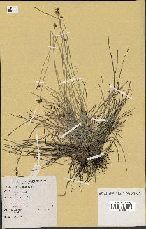 spécimen de Fimbristylis cymosa
