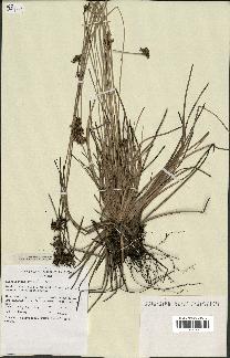 spécimen de Fimbristylis cymosa