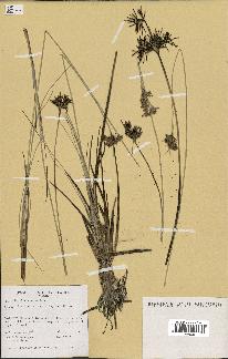 spécimen de Fimbristylis cymosa