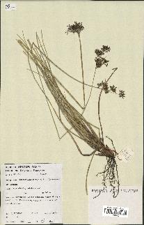 spécimen de Fimbristylis cymosa