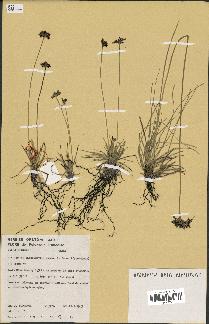 spécimen de Fimbristylis cymosa