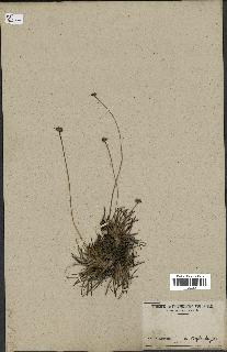 spécimen de Fimbristylis cymosa
