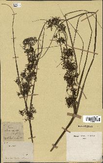 spécimen de Fimbristylis cymosa