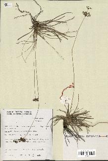 spécimen de Fimbristylis cymosa
