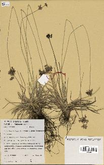 spécimen de Fimbristylis cymosa