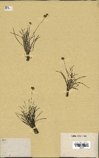 spécimen de Fimbristylis cymosa