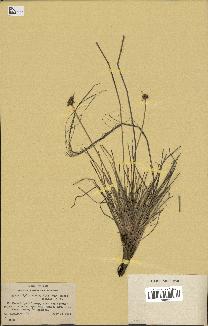 spécimen de Fimbristylis cymosa