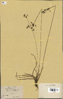 spécimen de Fimbristylis cymosa