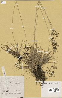 spécimen de Fimbristylis cymosa