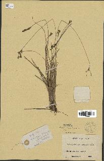 spécimen de Fimbristylis cymosa