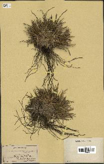 spécimen de Fimbristylis cymosa