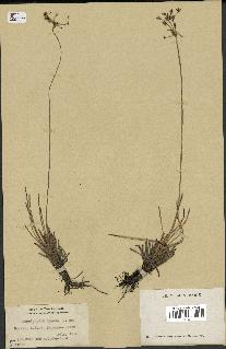 spécimen de Fimbristylis cymosa
