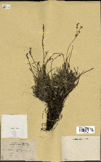 spécimen de Fimbristylis cymosa