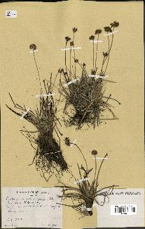 spécimen de Fimbristylis cymosa