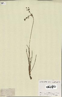 spécimen de Fimbristylis cymosa