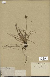 spécimen de Fimbristylis cymosa