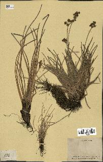 spécimen de Fimbristylis cymosa