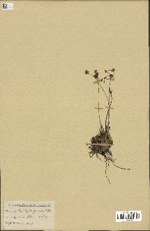 spécimen de Fimbristylis cymosa