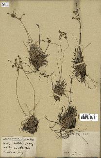 spécimen de Fimbristylis cymosa