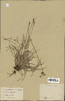 spécimen de Fimbristylis cymosa
