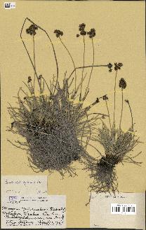 spécimen de Fimbristylis cymosa