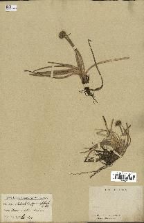 spécimen de Fimbristylis cymosa