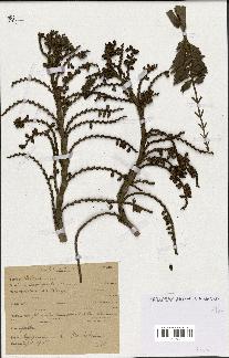 spécimen de Eremospatha sp.