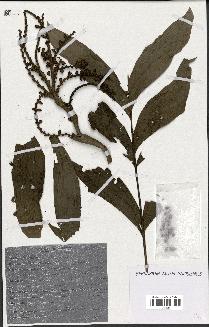 spécimen de Eremospatha sp.