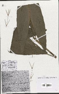 spécimen de Eremospatha sp.