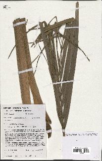 spécimen de Cocos nucifera