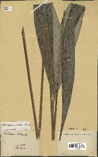spécimen de Sclerosperma mannii