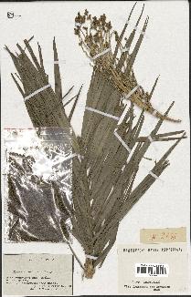 spécimen de Phoenix reclinata